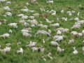 kozy wypasane są na pastwiskach