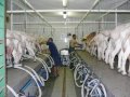 hala udojowa umożliwia pozyskiwanie wyjątkowo czystego bakteriologicznie mleka