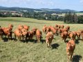 stado krów mięsnej rasy Limousine