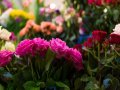 Kwiaciarnia LENCZOWSKI - zdjęcie-138729