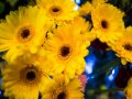Kwiaciarnia LENCZOWSKI - zdjęcie-138730
