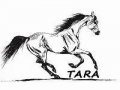 Ośrodek Hipoterapii i Jeździectwa TARA - zdjęcie-155964