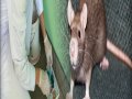 szczur domowy (rattus rattus)
