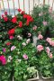 Studio Florystyczne Kwiaciarnia Lubin - zdjęcie-168205