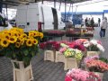 Giełda Kwiatów w Częstochowie - zdjęcie-37581