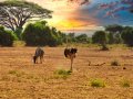 zwierzęta na safari w Kenii