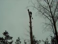 SEKWOJA Zakład Pielęgnacji Wycinki Drzew i Prac Wysokościowych - zdjęcie-45075
