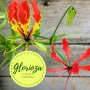 Kwiaciarnia Glorioza & Kwiaciarnia Kwiatowe Klimaty - zdjęcie-46555