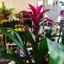 Kwiaciarnia Glorioza & Kwiaciarnia Kwiatowe Klimaty - zdjęcie-46557