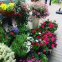 Kwiaciarnia Glorioza & Kwiaciarnia Kwiatowe Klimaty - zdjęcie-46558