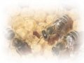 Roztoczański Związek Pszczelarzy - zdjęcie-51267