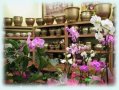 Kwiaciarnia Casablanka - zdjęcie-65148